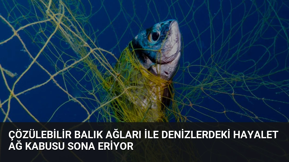 Çözülebilir Balık Ağları İle Denizlerdeki Hayalet Ağ Kabusu Sona Eriyor