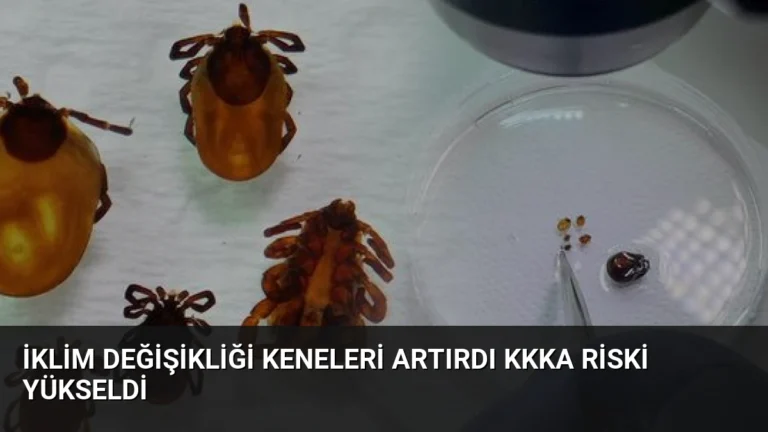 İklim Değişikliği Keneleri Artırdı KKKA Riski Yükseldi