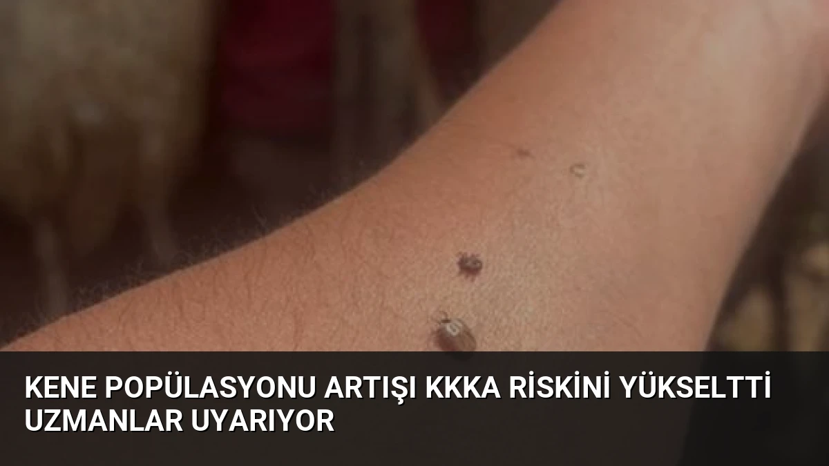 Kene Popülasyonu Artışı KKKA Riskini Yükseltti Uzmanlar Uyarıyor