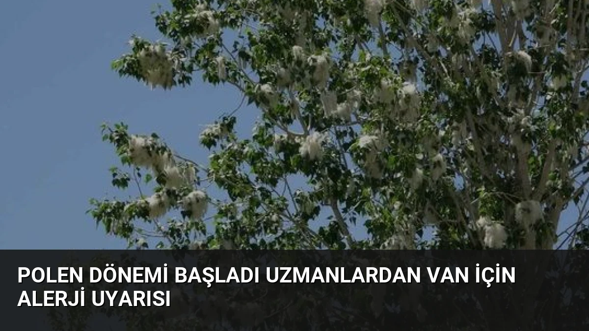 Polen Dönemi Başladı Uzmanlardan Van İçin Alerji Uyarısı