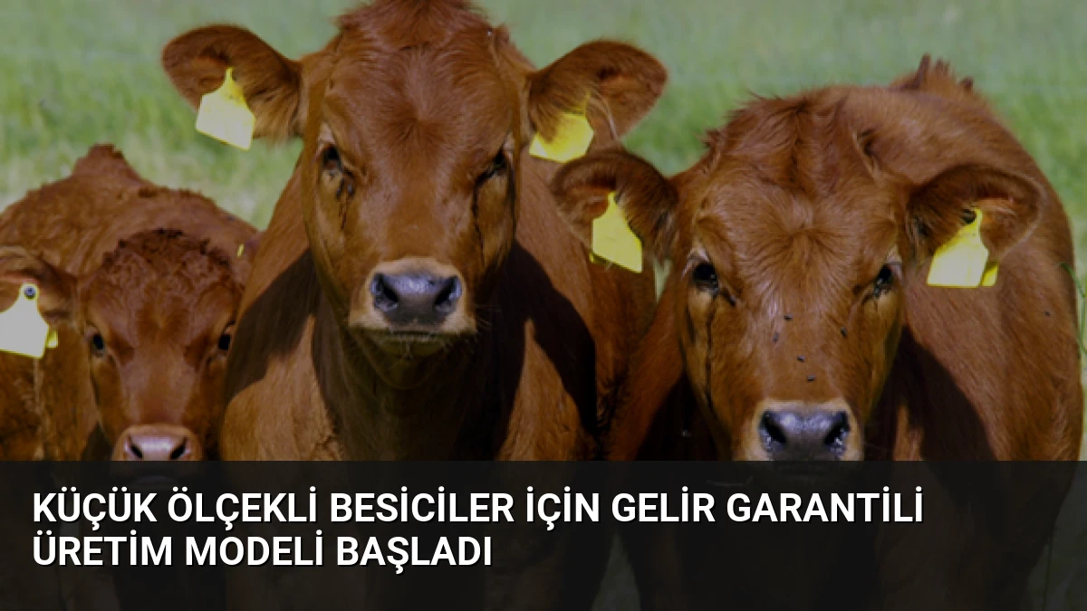 Küçük Ölçekli Besiciler İçin Gelir Garantili Üretim Modeli Başladı
